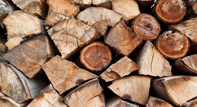 Why you should treat your workers like wooden logs image