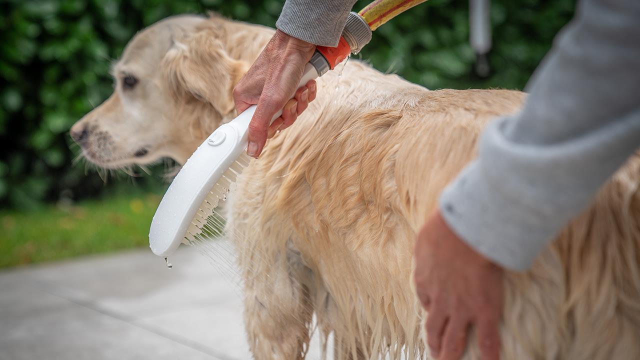 Hansgrohe releases DogShower shower head image